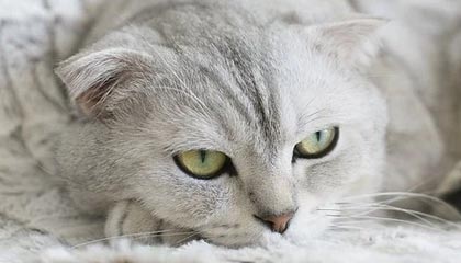 《剑星》服装修改MOD：光腿黑丝都有 你喜欢哪个？